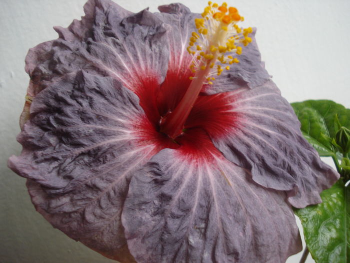 DSC04825 - Hibiscus Confederate Heart