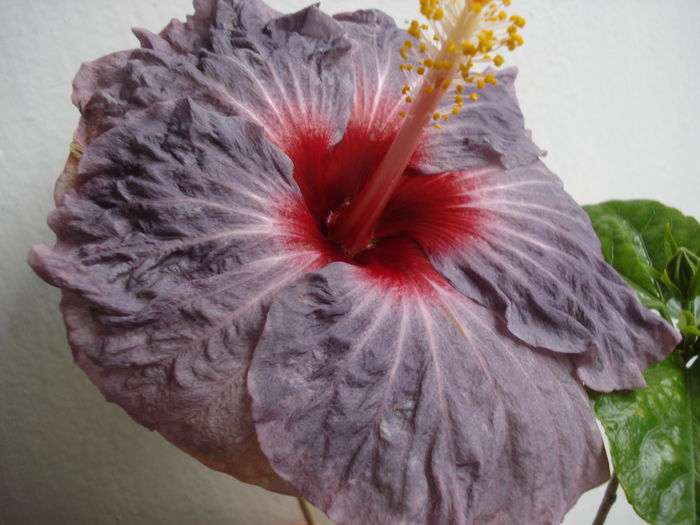 DSC04826 - Hibiscus Confederate Heart