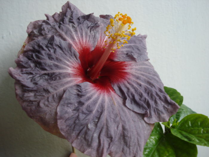 DSC04829 - Hibiscus Confederate Heart