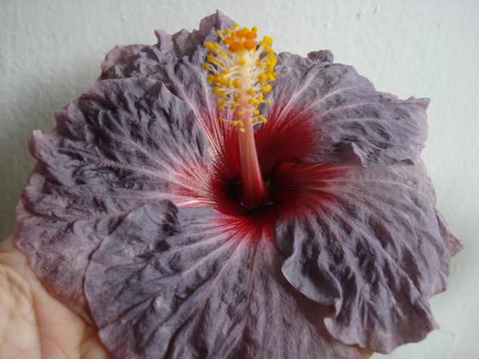 DSC04830 - Hibiscus Confederate Heart