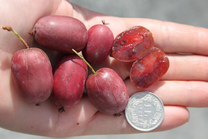 Purpurna Sadova - KIWI - Actinidia arguta - varietati rosii