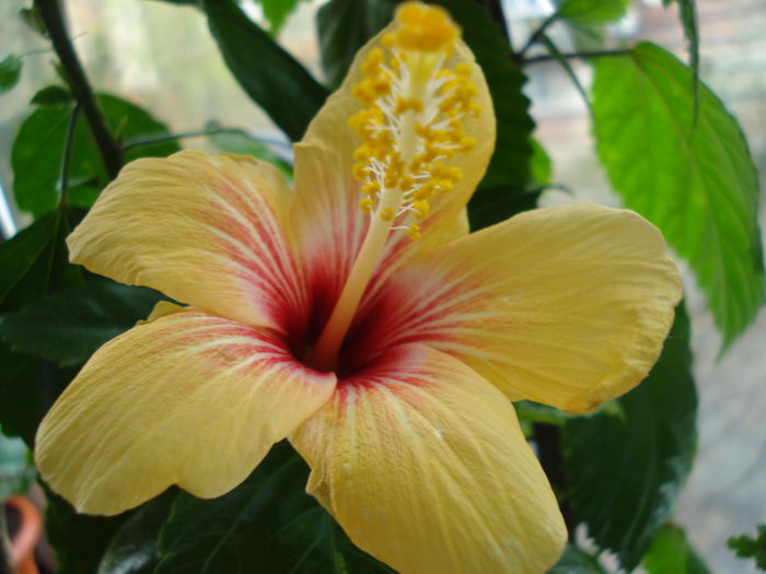 DSC04873 - Hibiscus Cuban Variety