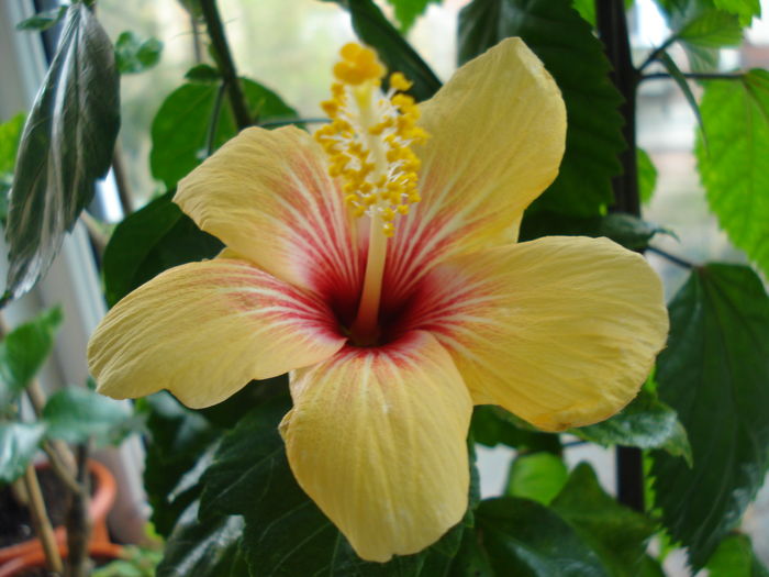 DSC04874 - Hibiscus Cuban Variety