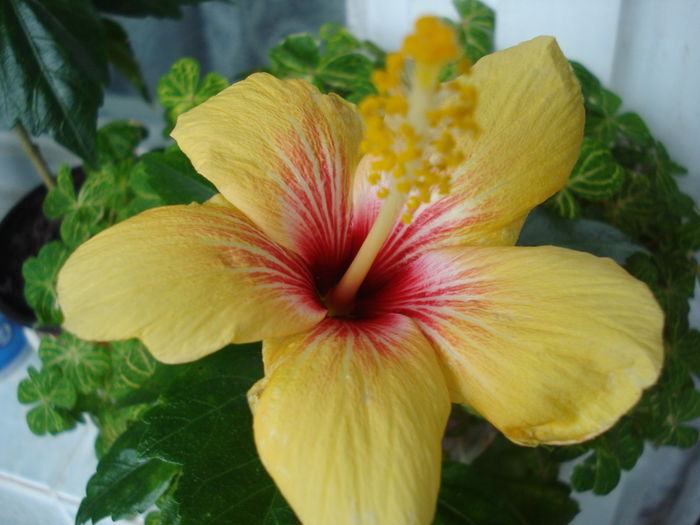 DSC04875 - Hibiscus Cuban Variety