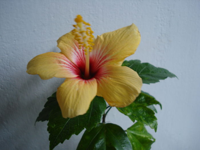 DSC04834 - Hibiscus Cuban Variety