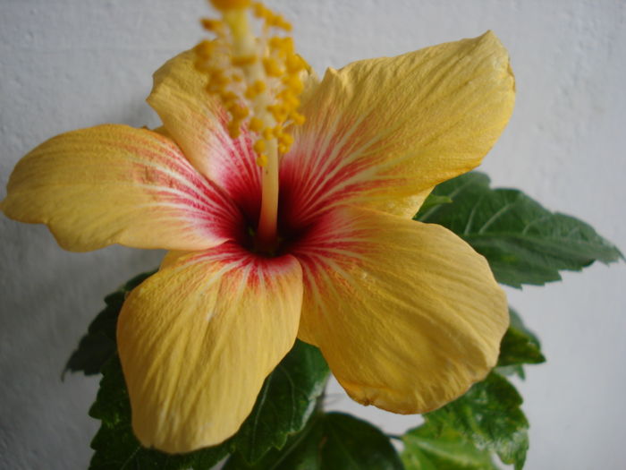 DSC04835 - Hibiscus Cuban Variety