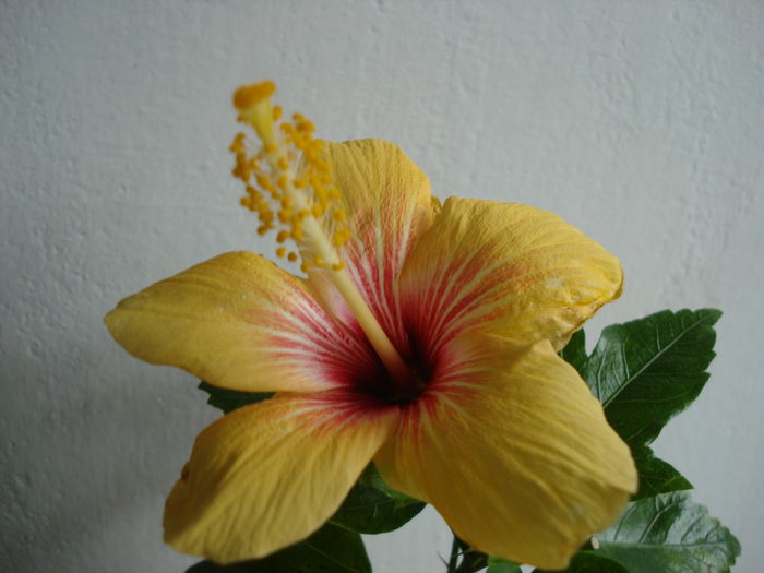DSC04836 - Hibiscus Cuban Variety
