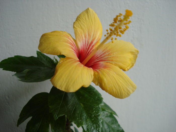 DSC04837 - Hibiscus Cuban Variety