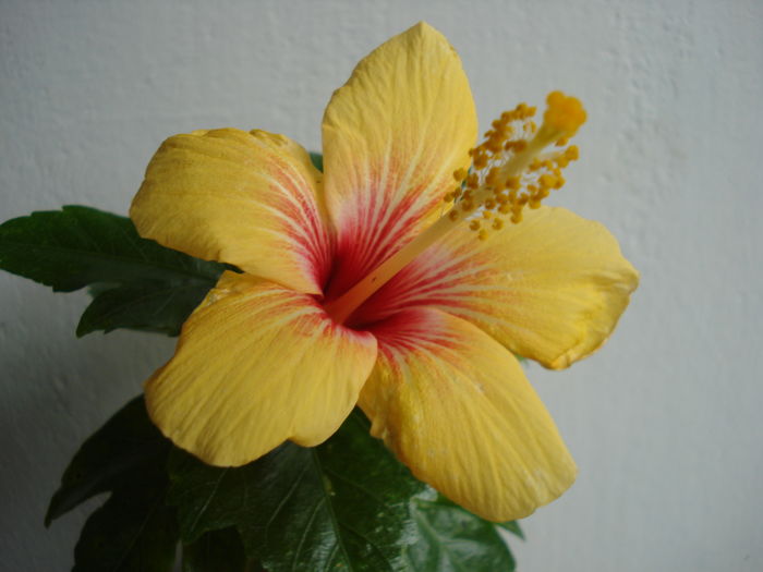 DSC04838 - Hibiscus Cuban Variety