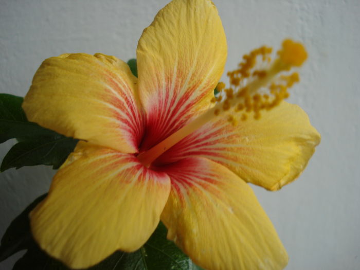 DSC04839 - Hibiscus Cuban Variety