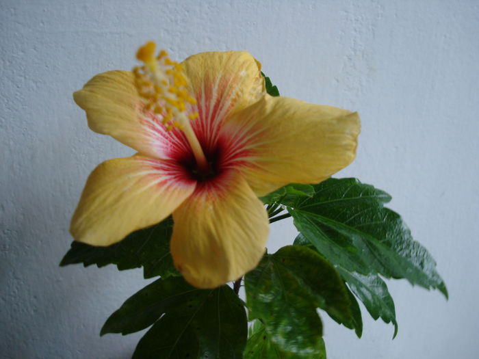 DSC04831 - Hibiscus Cuban Variety