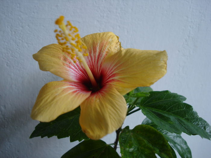 DSC04833 - Hibiscus Cuban Variety