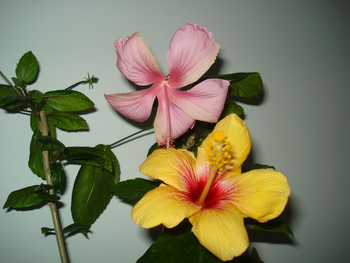 DSC04868 - HIBISCUS 2016