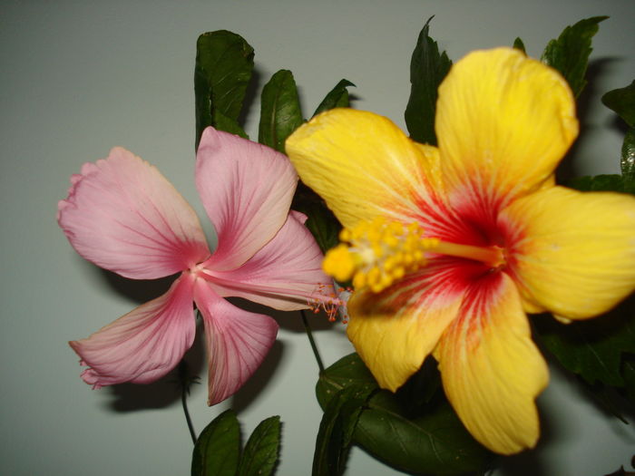 DSC04869 - HIBISCUS 2016