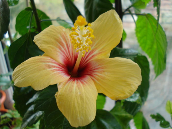 DSC04871 - HIBISCUS 2016