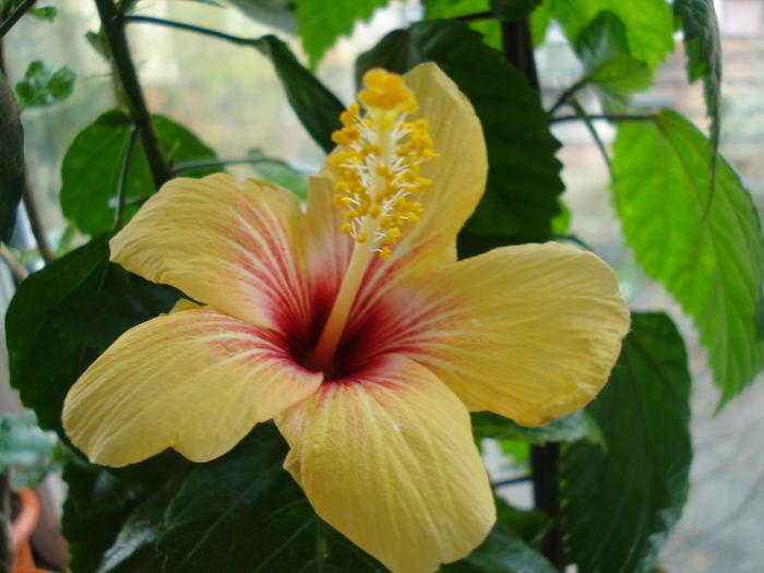 DSC04872 - HIBISCUS 2016