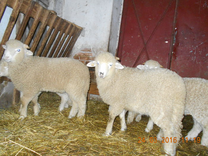 Picture 079 - Productia De Miei 2016