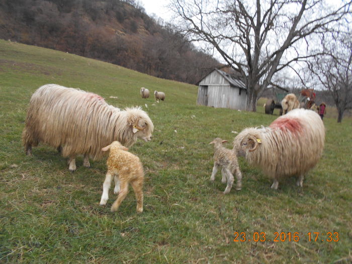 Picture 031 - Productia De Miei 2016