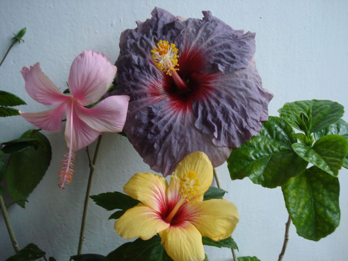 DSC04848 - FLORI 2016