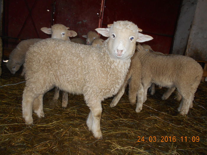 Picture 038 - Productia De Miei 2016