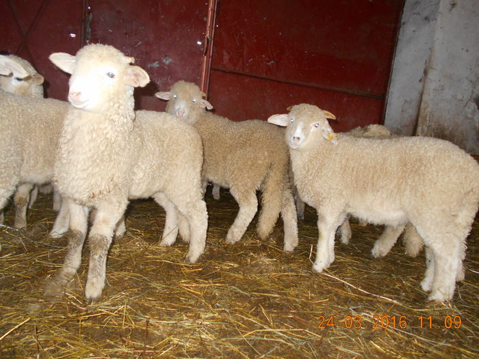 Picture 039 - Productia De Miei 2016