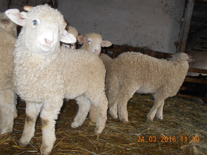 Picture 045 - Productia De Miei 2016