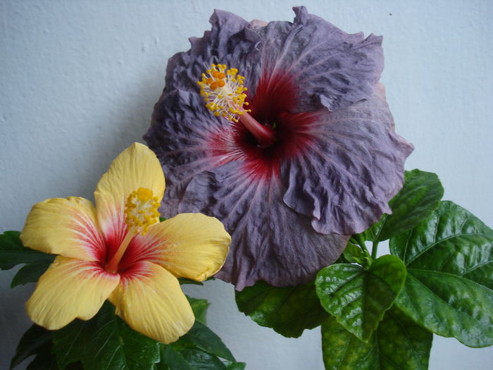 DSC04842 - HIBISCUS 2016