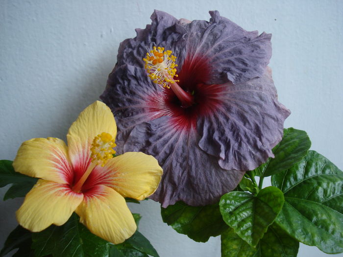 DSC04843 - HIBISCUS 2016
