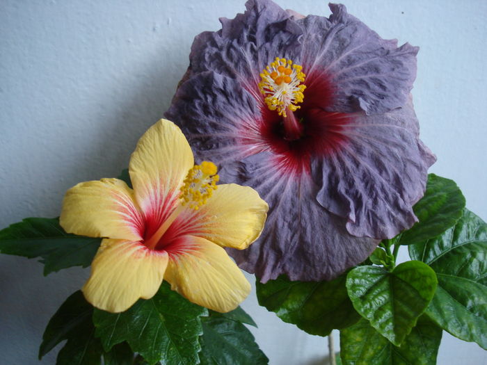 DSC04844 - HIBISCUS 2016