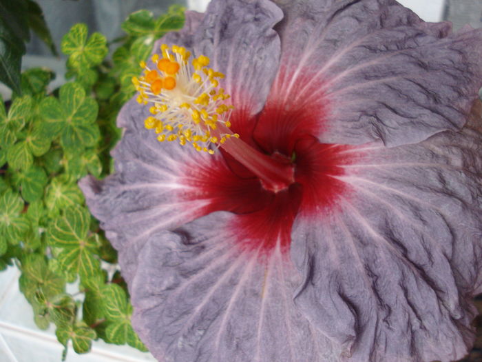 DSC04879 - HIBISCUS 2016
