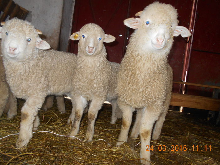 Picture 046 - Productia De Miei 2016