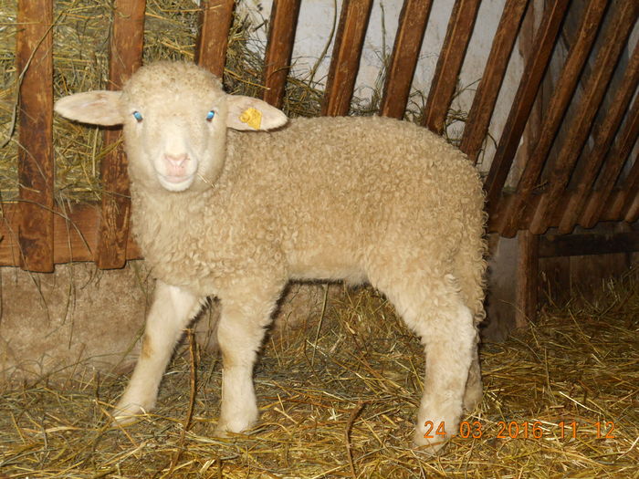 Picture 052 - Productia De Miei 2016