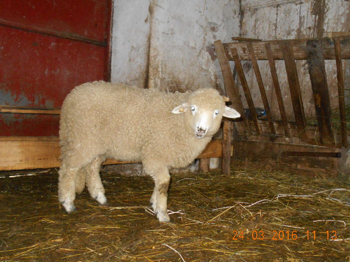 Picture 054 - Productia De Miei 2016