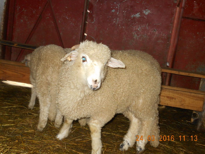 Picture 055 - Productia De Miei 2016