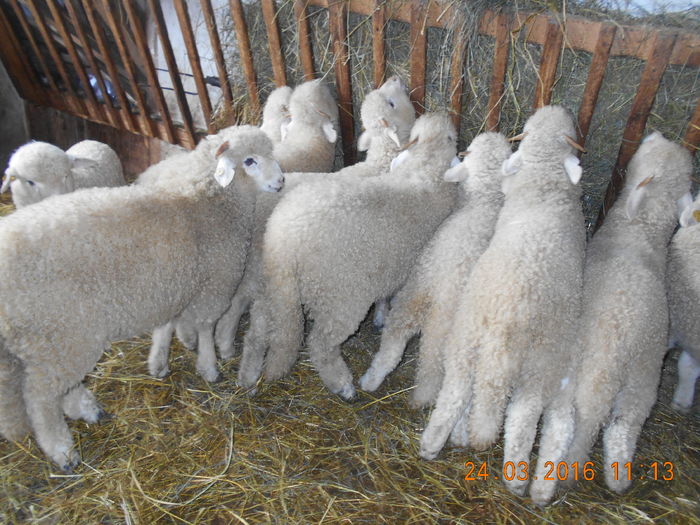 Picture 057 - Productia De Miei 2016