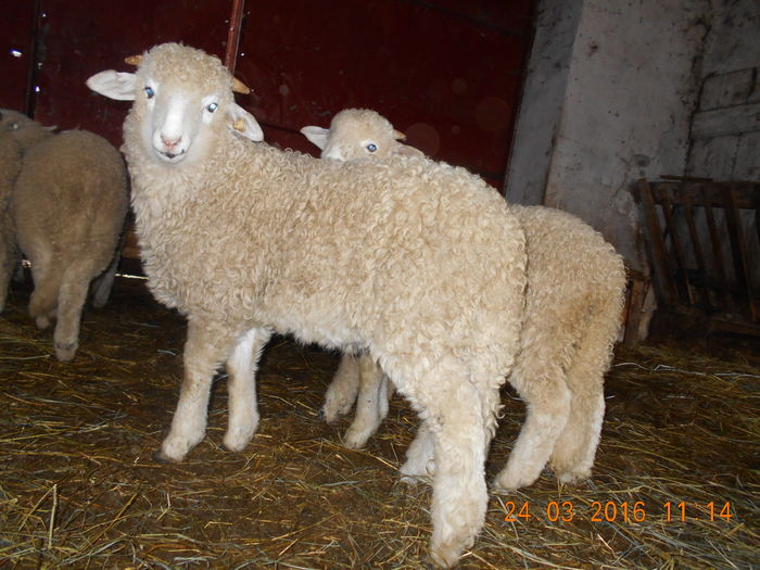 Picture 059 - Productia De Miei 2016