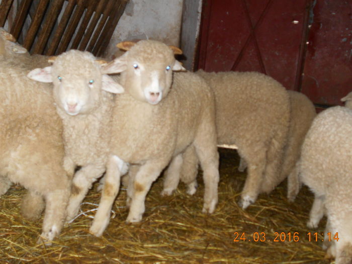 Picture 060 - Productia De Miei 2016