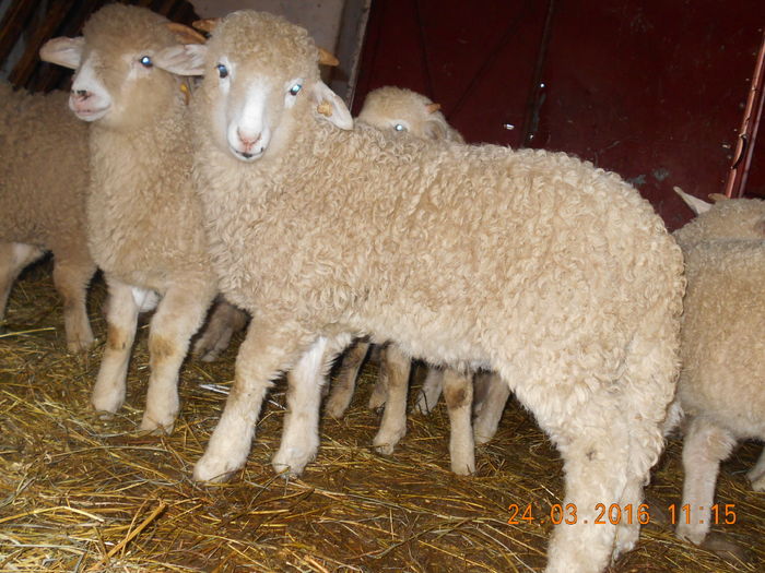 Picture 066 - Productia De Miei 2016