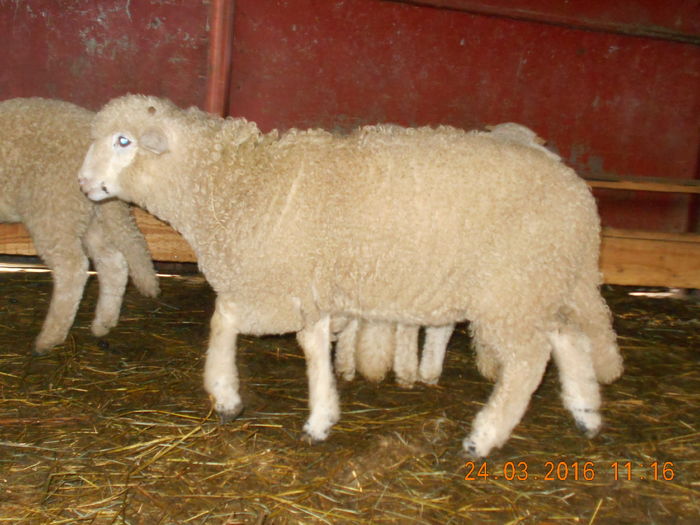 Picture 068 - Productia De Miei 2016