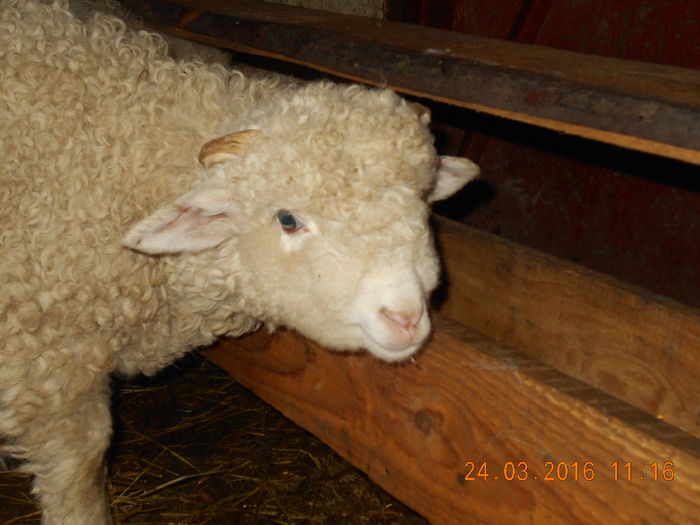 Picture 070 - Productia De Miei 2016