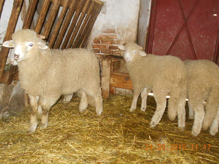 Picture 074 - Productia De Miei 2016