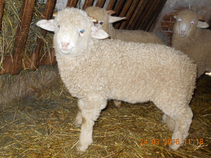 Picture 076 - Productia De Miei 2016