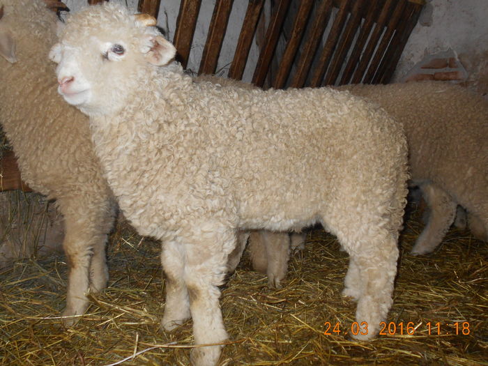 Picture 078 - Productia De Miei 2016