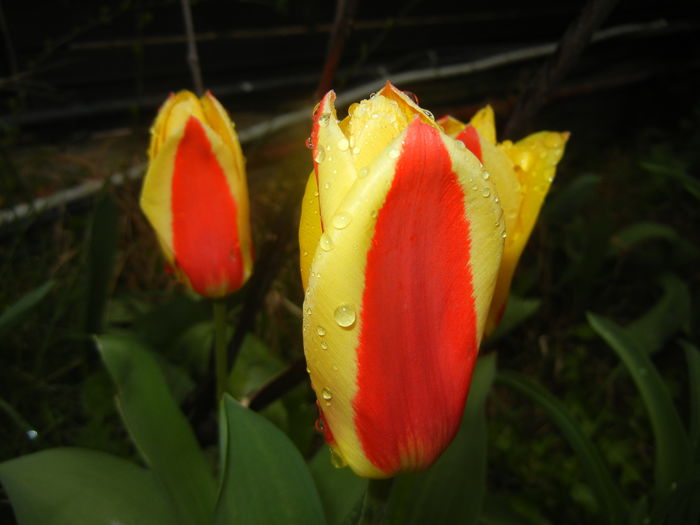 Tulipa Stresa (2016, March 22)