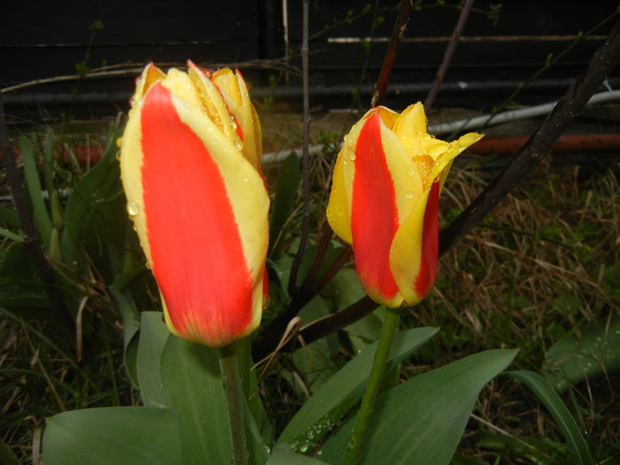 Tulipa Stresa (2016, March 22) - Tulipa Stresa