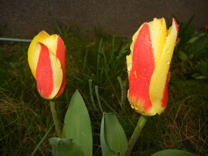 Tulipa Stresa (2016, March 22)