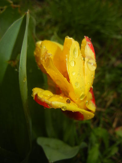 Tulipa Stresa (2016, March 22) - Tulipa Stresa