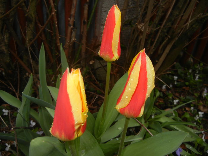 Tulipa Stresa (2016, March 22)