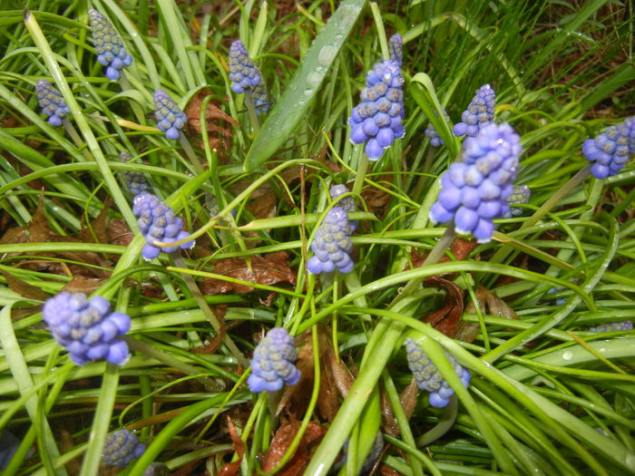 Muscari armeniacum (2016, March 22)