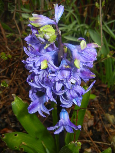 Hyacinth Isabelle (2016, March 22)